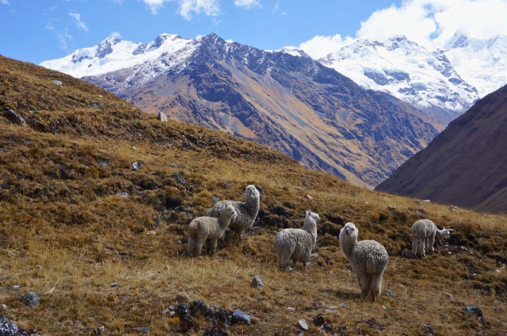 des lamas en liberté devant les glaciers sur le sentier de Choquequirao