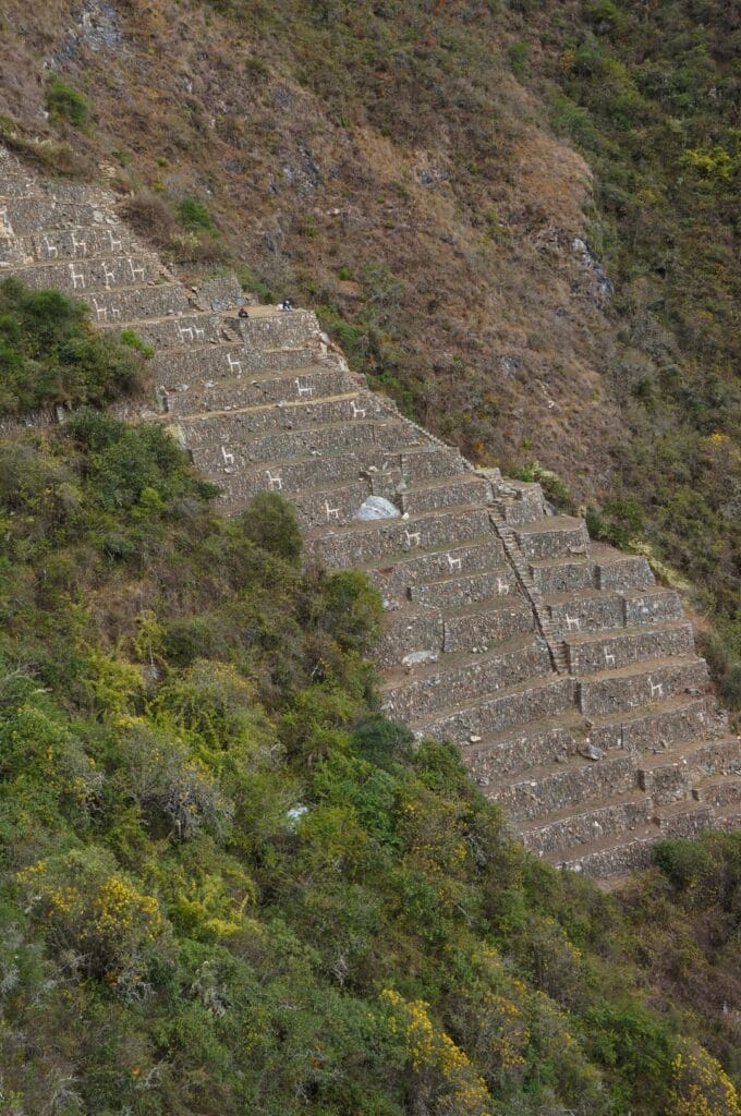 vue sur les terrasses des lamas du site de Choquequirao