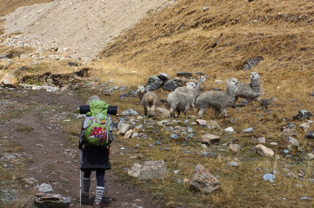 des lamas en liberté sur le sentier de Choquequirao