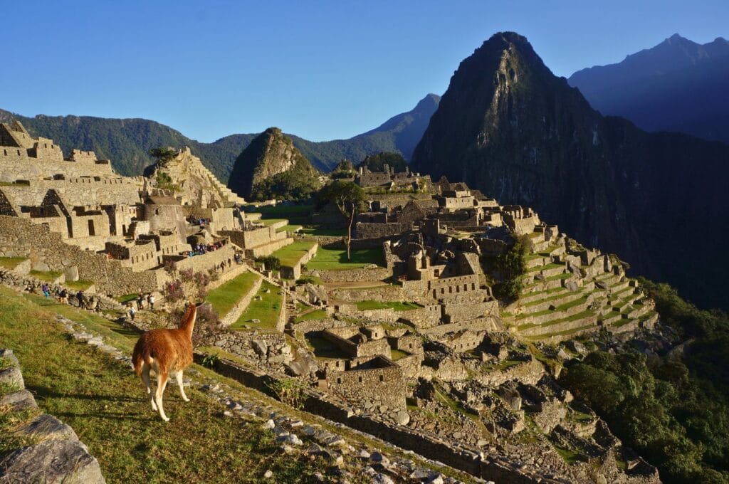 a llama in front of Machu Picchu