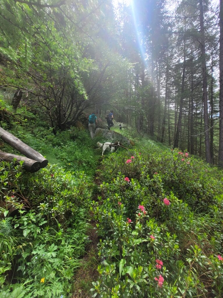 sentier forestier