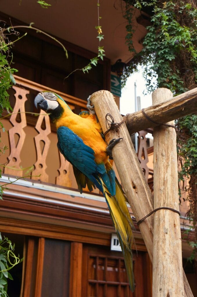 perroquet sur la terrasse de l'hotel españa à Lima