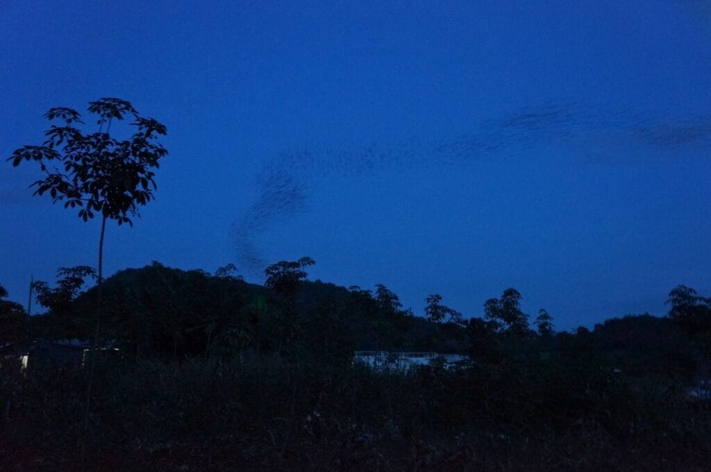 vol de chauve souris dans la nuit en Thaïlande