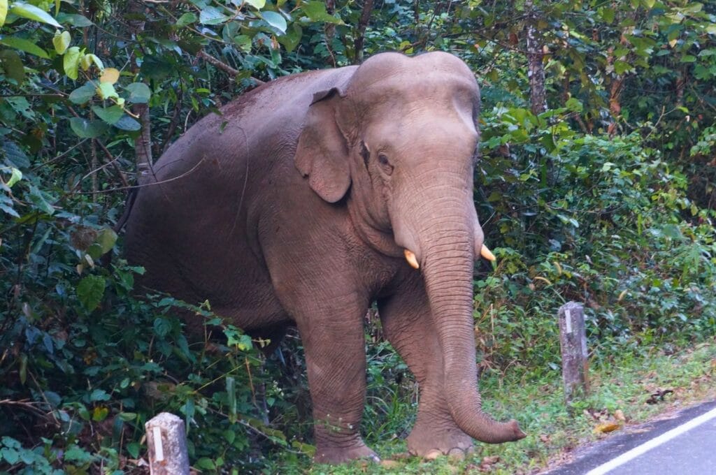 éléphant sauvage au bord de la route dans le parc Khao Yai en Thaïlande