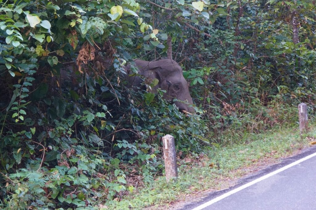 éléphant sauvage qui passe la tête à travers les branches dans le parc Khao Yai en Thaïlande
