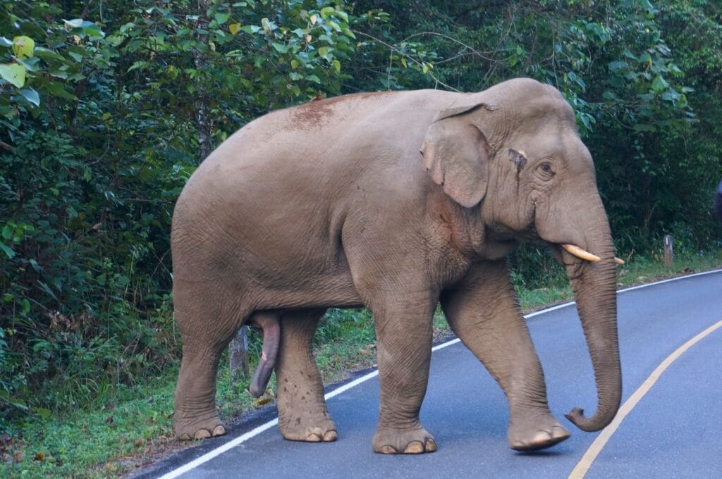 éléphant sauvage sur la route dans le parc Khao Yai en Thaïlande