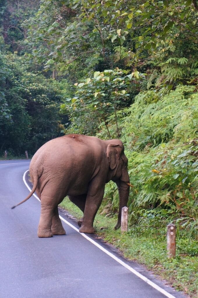 éléphant dans le parc national de Khao Yai