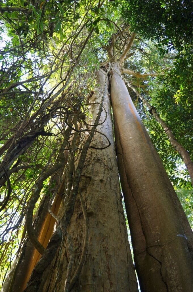 arbre géant dans la jungle de Khao Yai