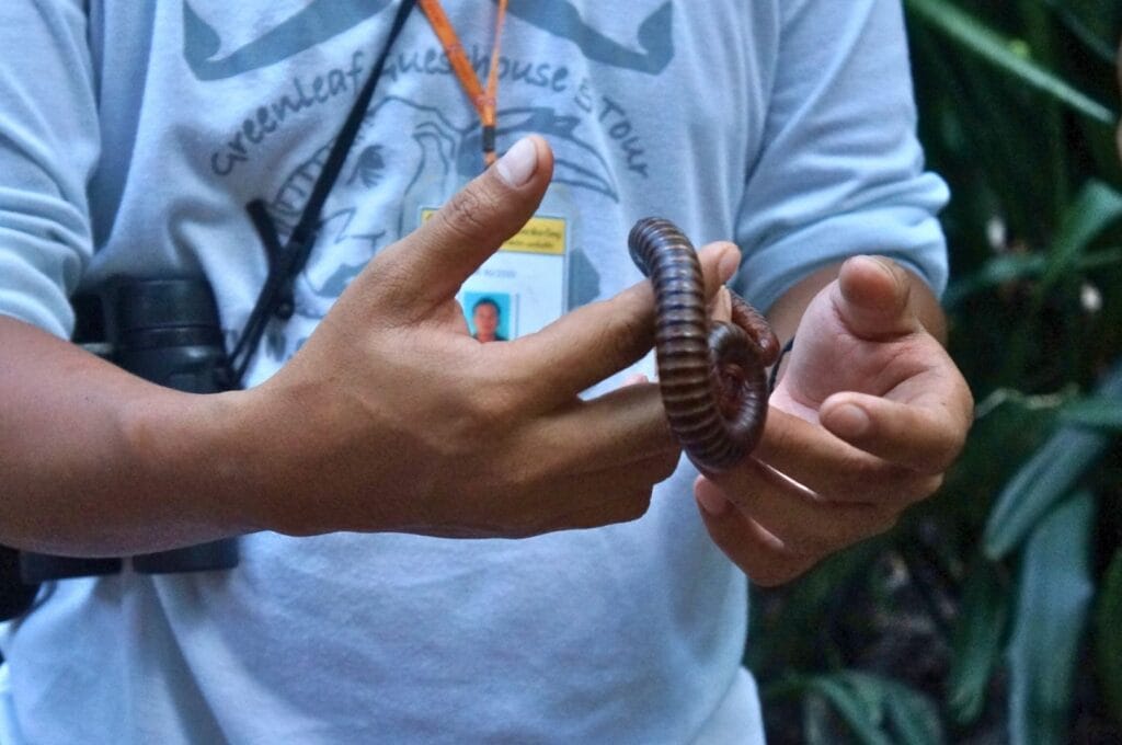 un mille-pattes tenu par un guide de Greenleaf dans le parc Khao Yai