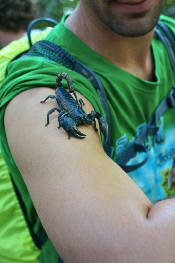 scorpion sur le bras lors du trek dans le parc Khao Yai