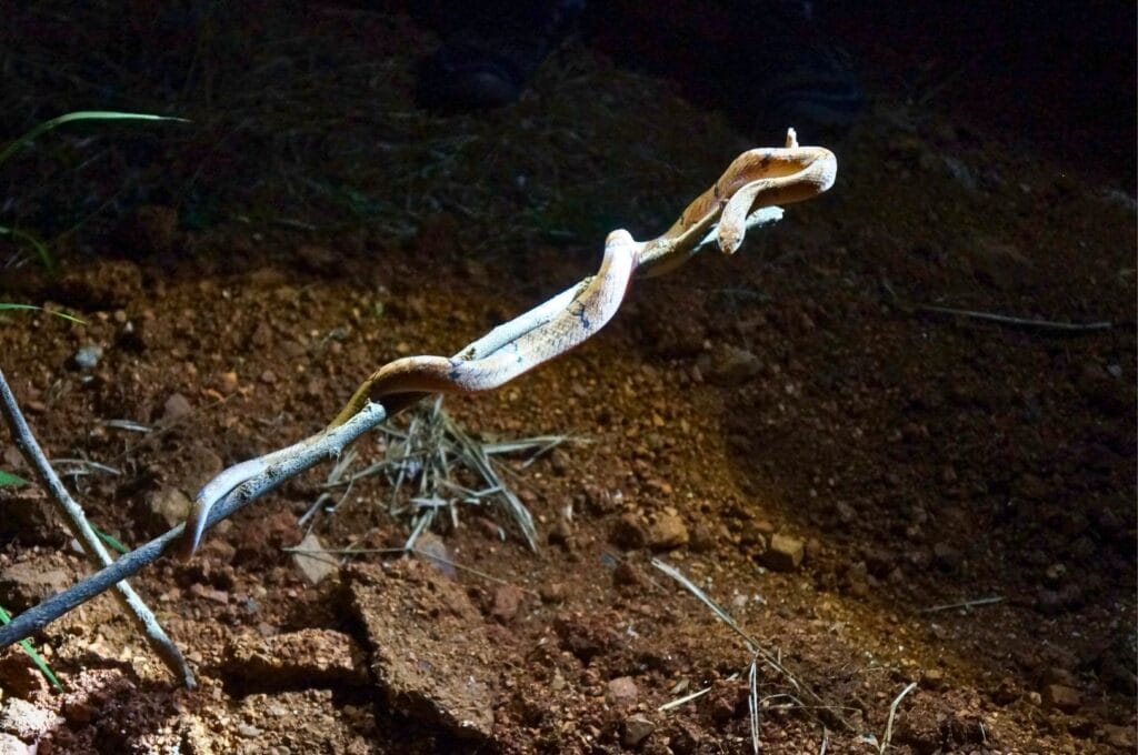 serpent sur une branche