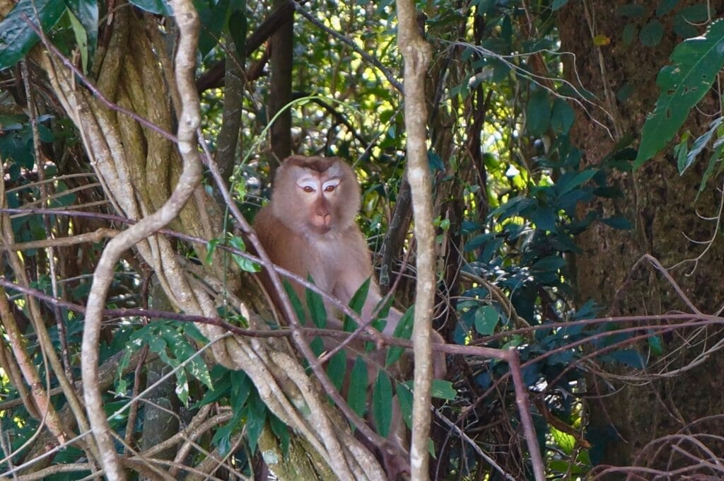 singe dans la jungle du parc national de Khao Yai