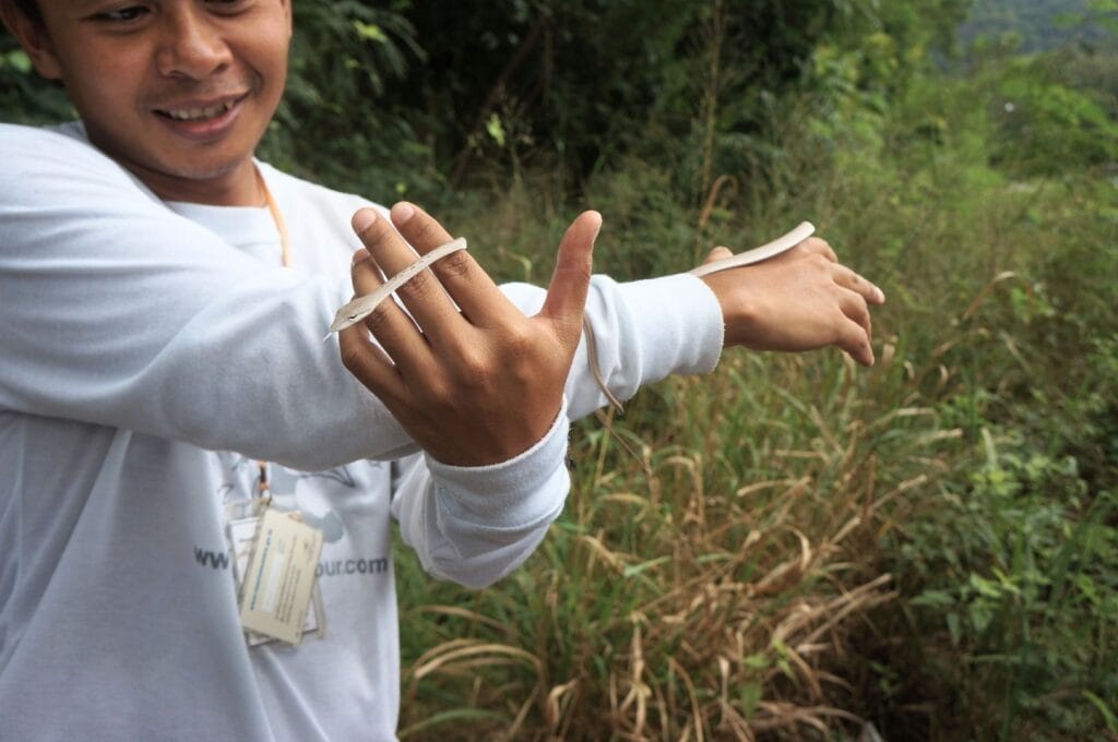 serpent tenu par un guide de greenleaf guesthouse
