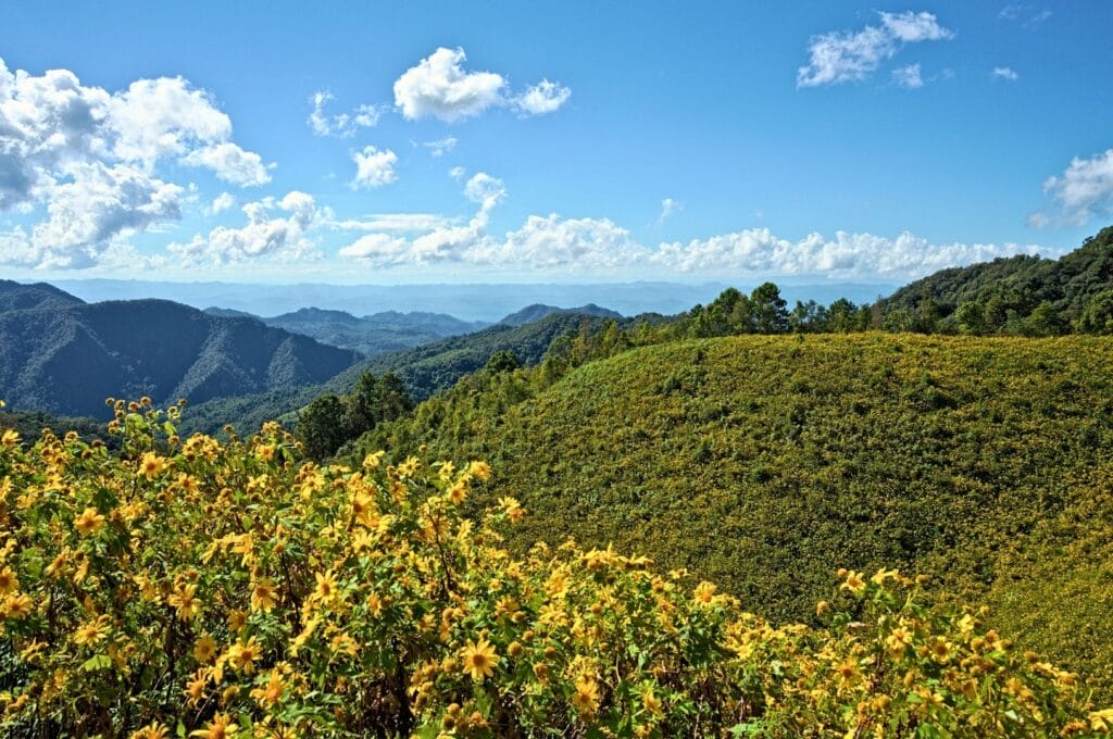 des fleurs magnifiques Paysage vallonné avec des tournesols mexicains au premier plan