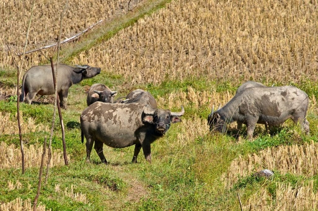 buffles dans la campagne thaïlandaise