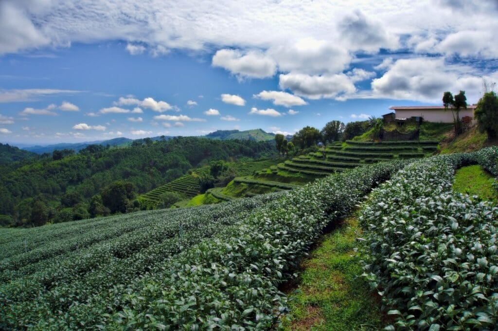 plantations de thé en terrasses à Doi Mae Salong