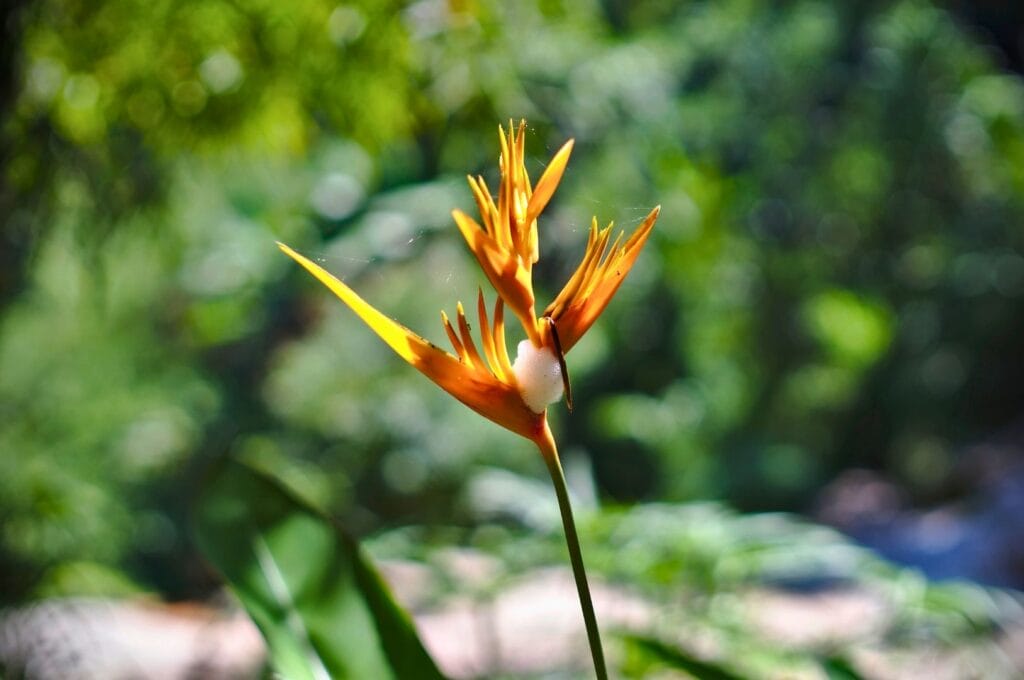 fleur orange dans le parc de la montagne Doi Suthep