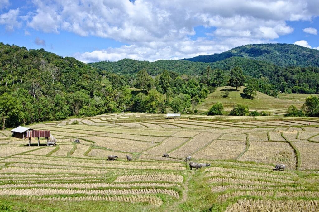 Dried rice fields with buffalo in Mae Hong Son province