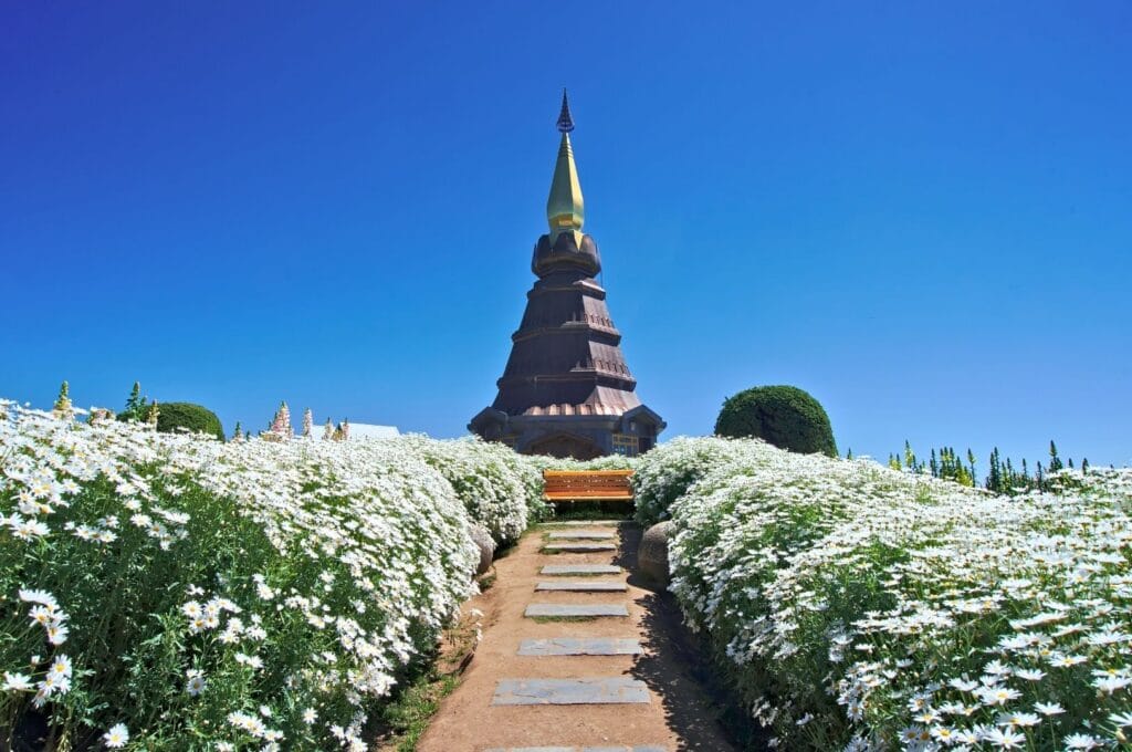Stupa violette et dorée au bout d'une allée entourée par des pâquerettes dans le parc national Doi Inthanon