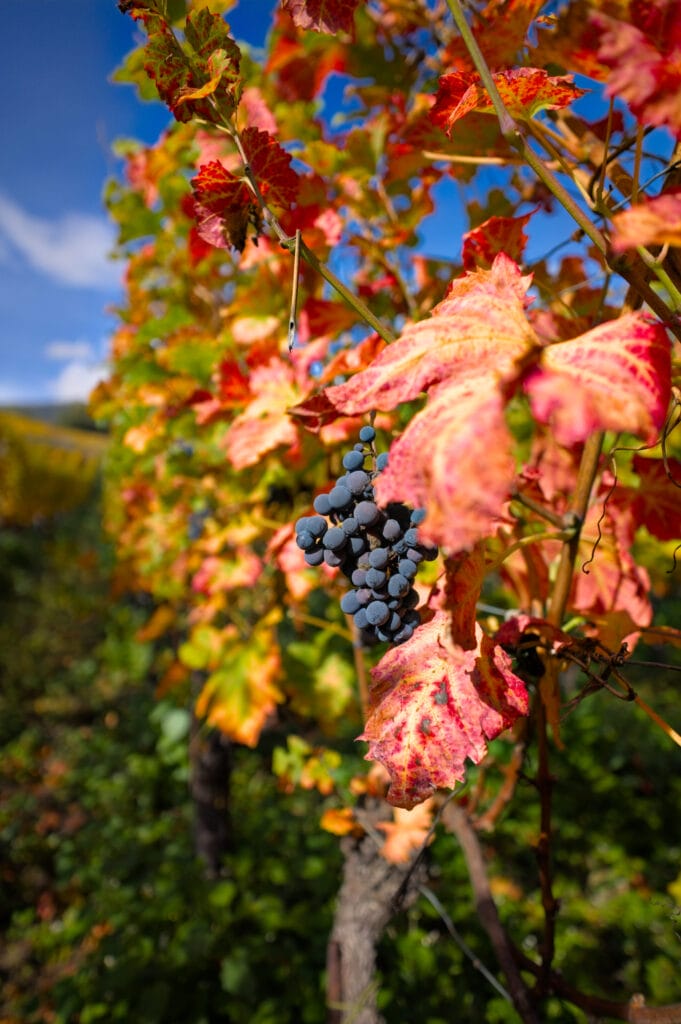 grappe de raisin