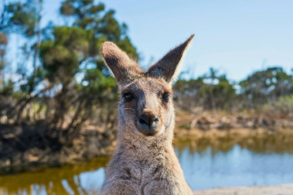 kangourou en Australie