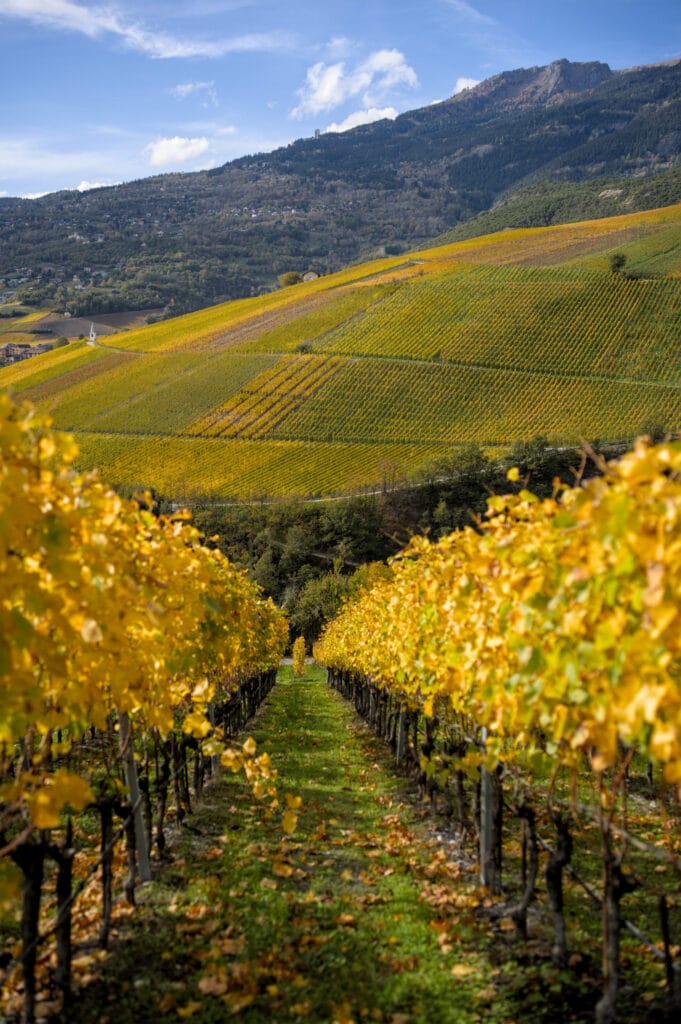 vigne automne