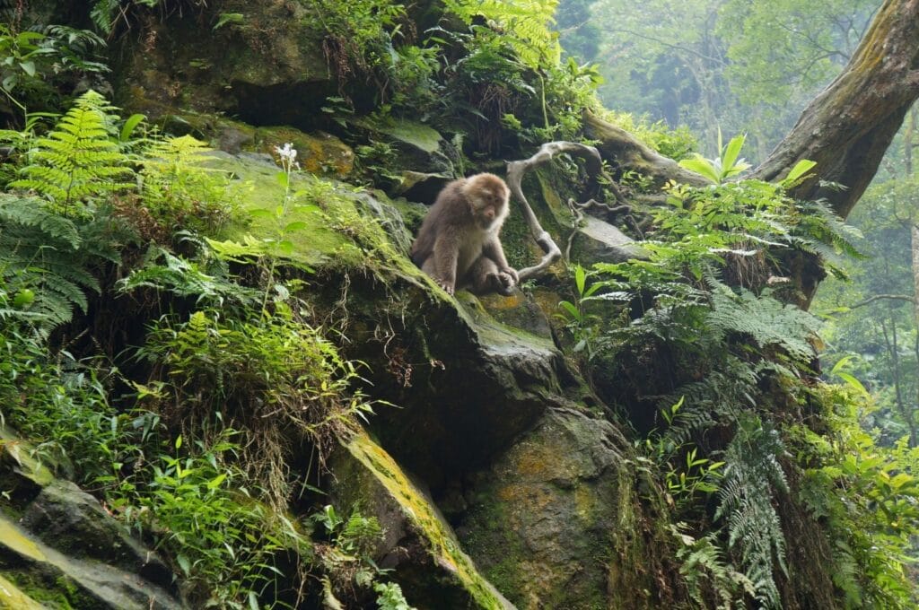 Singe dans un arbre