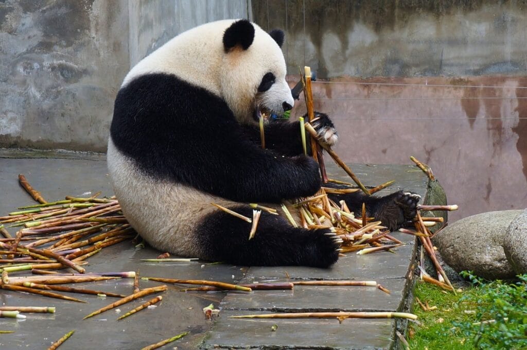 panda assis mangeant du bambou dans le centre de recherche du panda géant de Chengdu