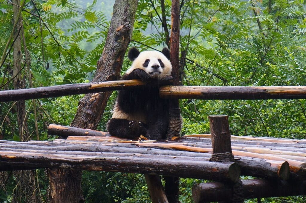 panda accoudé à un tronc à Chengdu