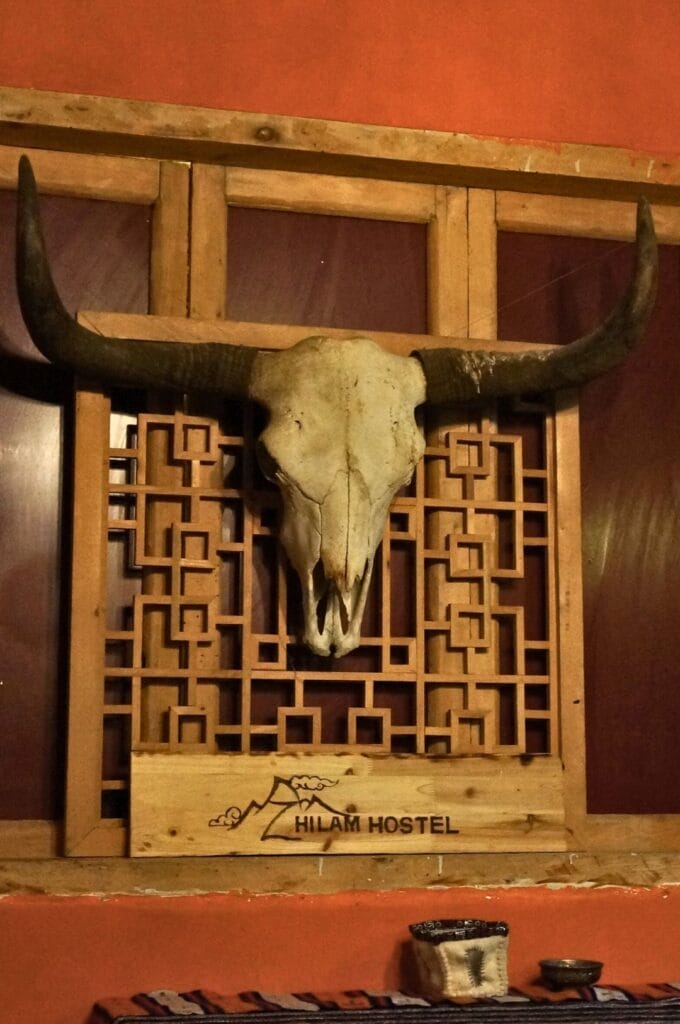 crâne de yak et ses cornes dans l'hostel zhilam à Kangding