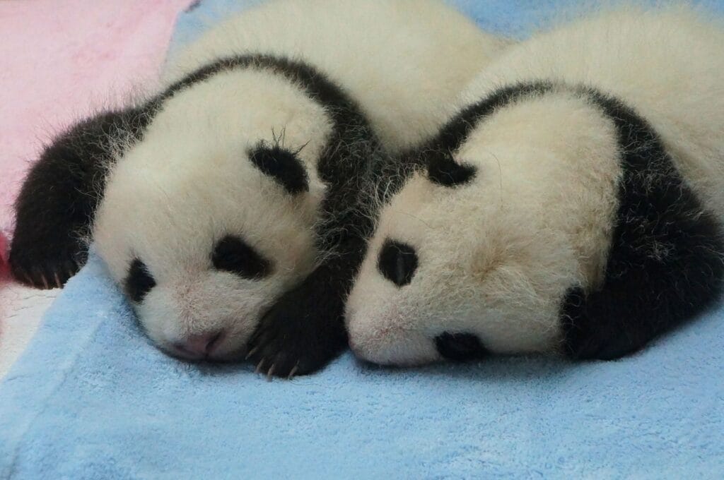 2 bébés pandas dans la nurserie du centre de recherche du panda géant