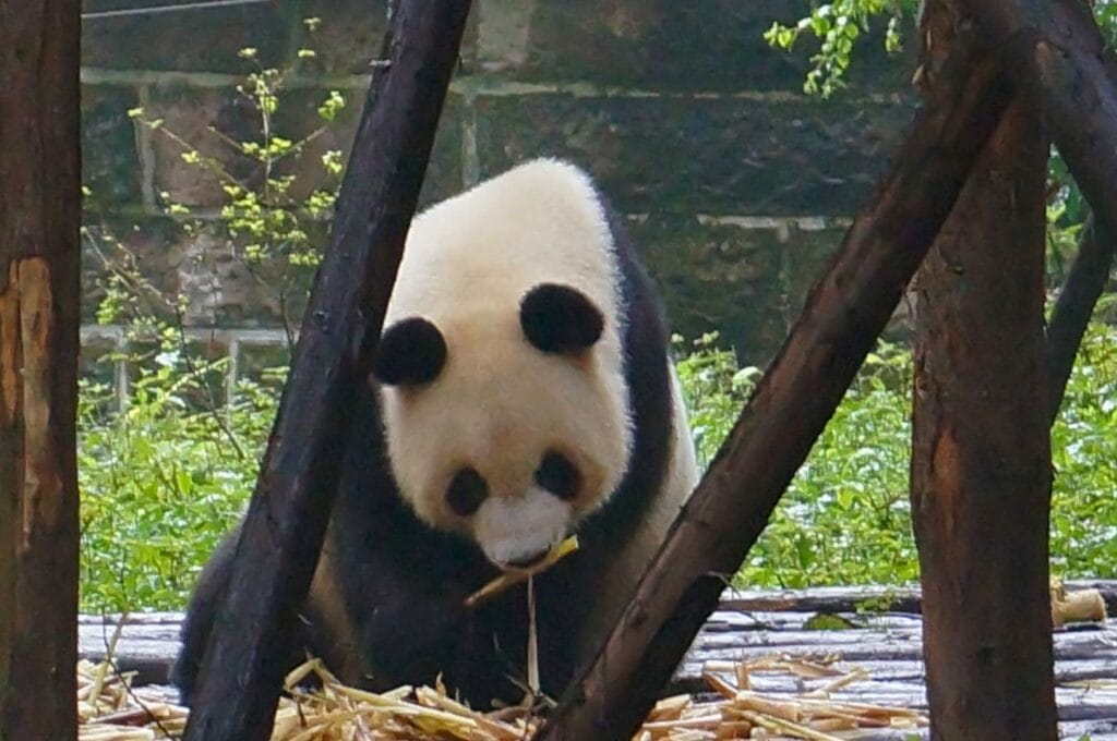 panda en train de manger du bambou