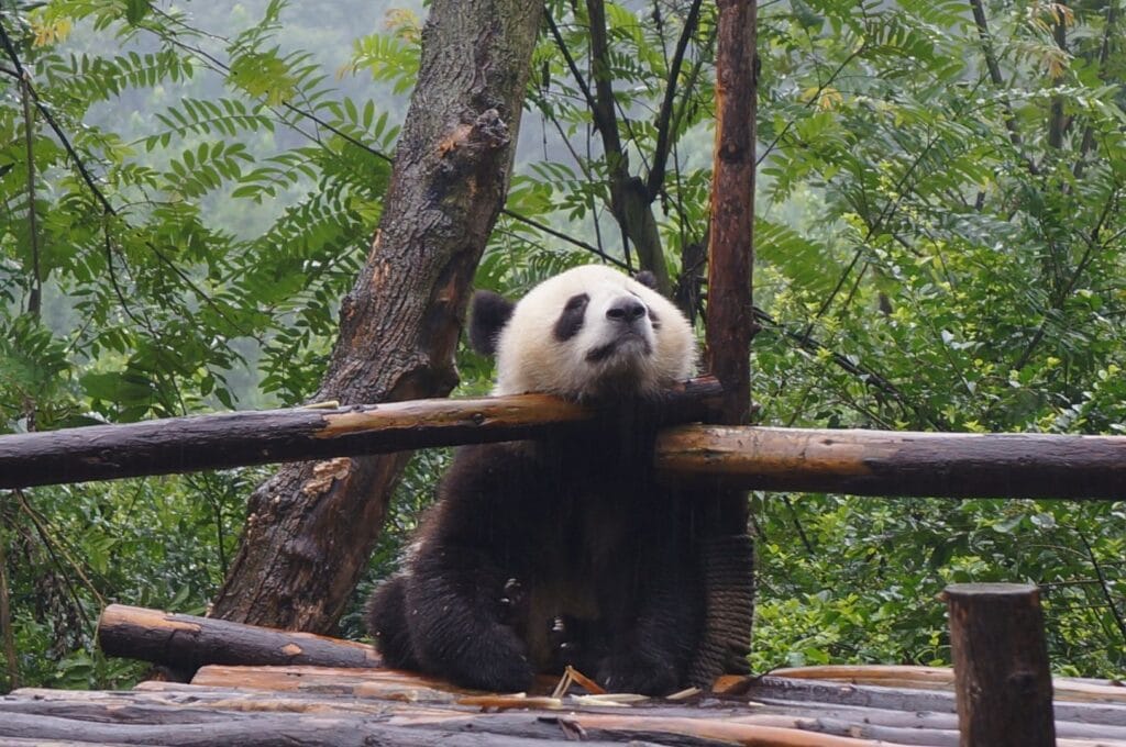 un panda géant en train de dormir à Chengdu