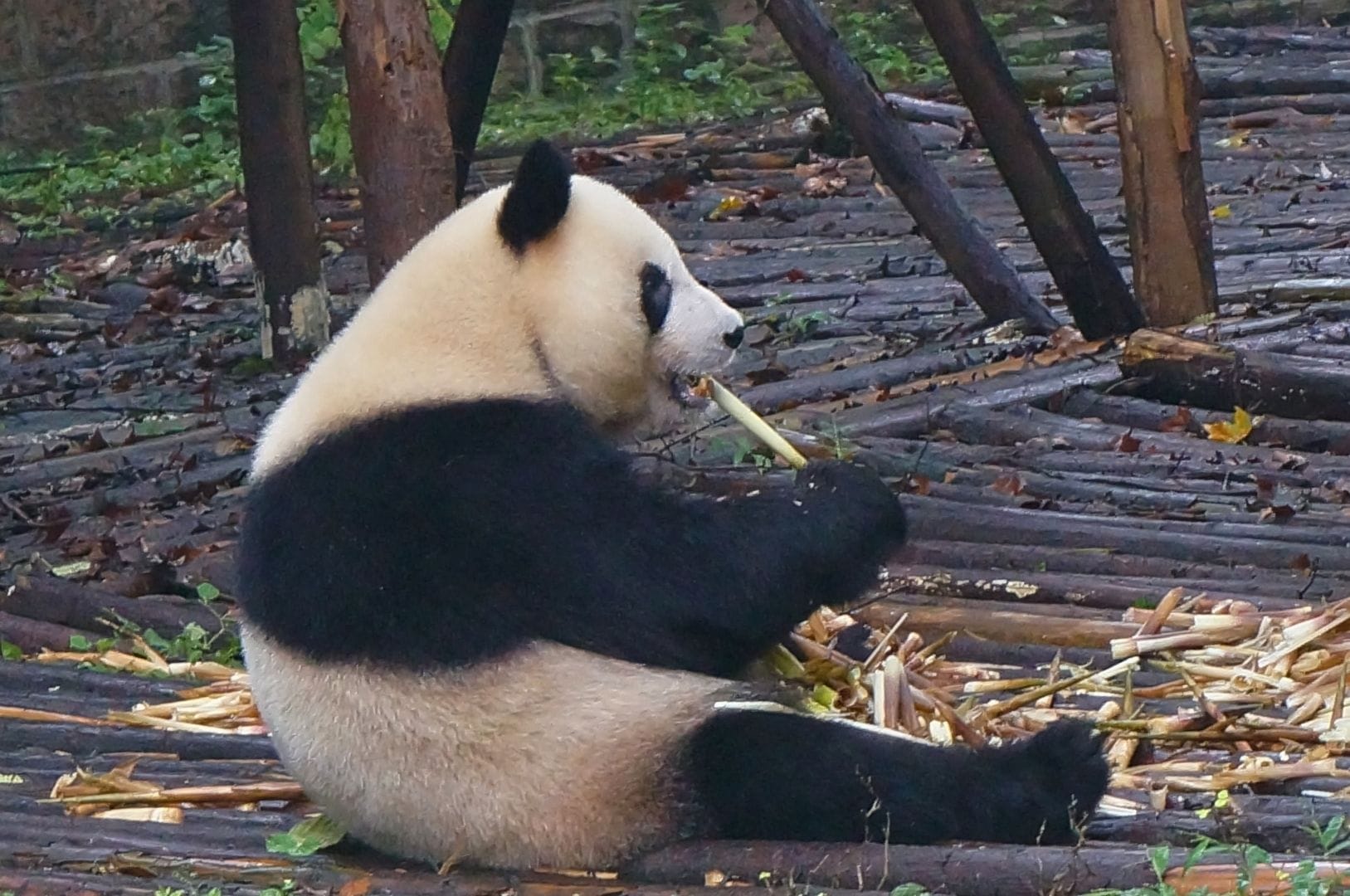 panda en train de manger du bambou