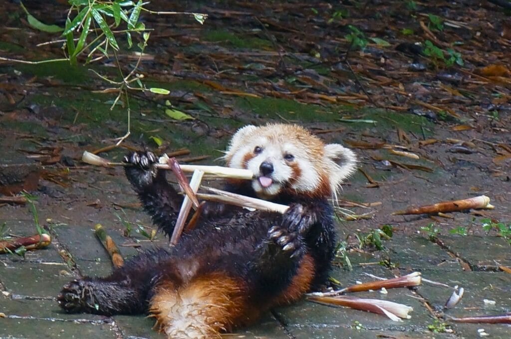 panda roux mangeant du bambou dans le centre de recherche à Chengdu