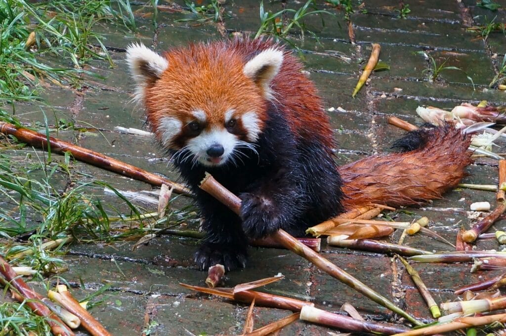 panda roux mangeant du bambou dans le centre de recherche à Chengdu