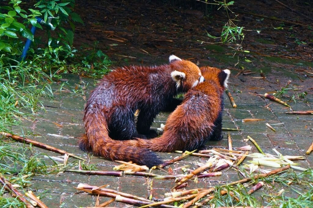 2 pandas roux
