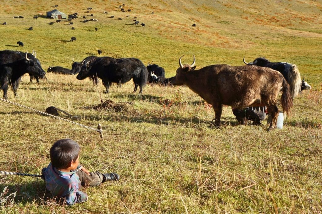 enfant tibétain regardant des yaks sur la plaine