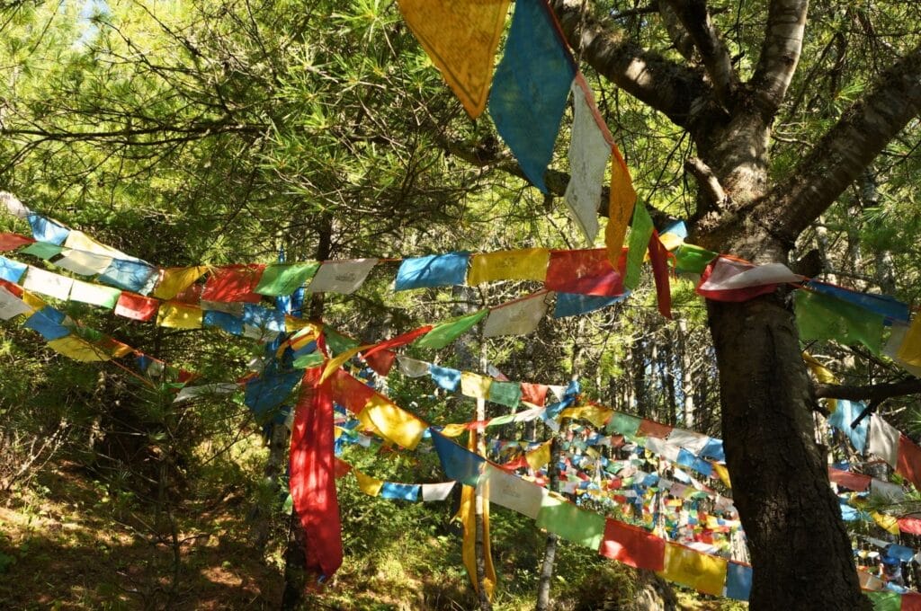 fanions colorés accrochés entre les troncs des arbres