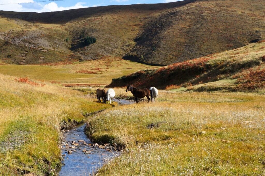chevaux en liberté dans les plaines du sichuan