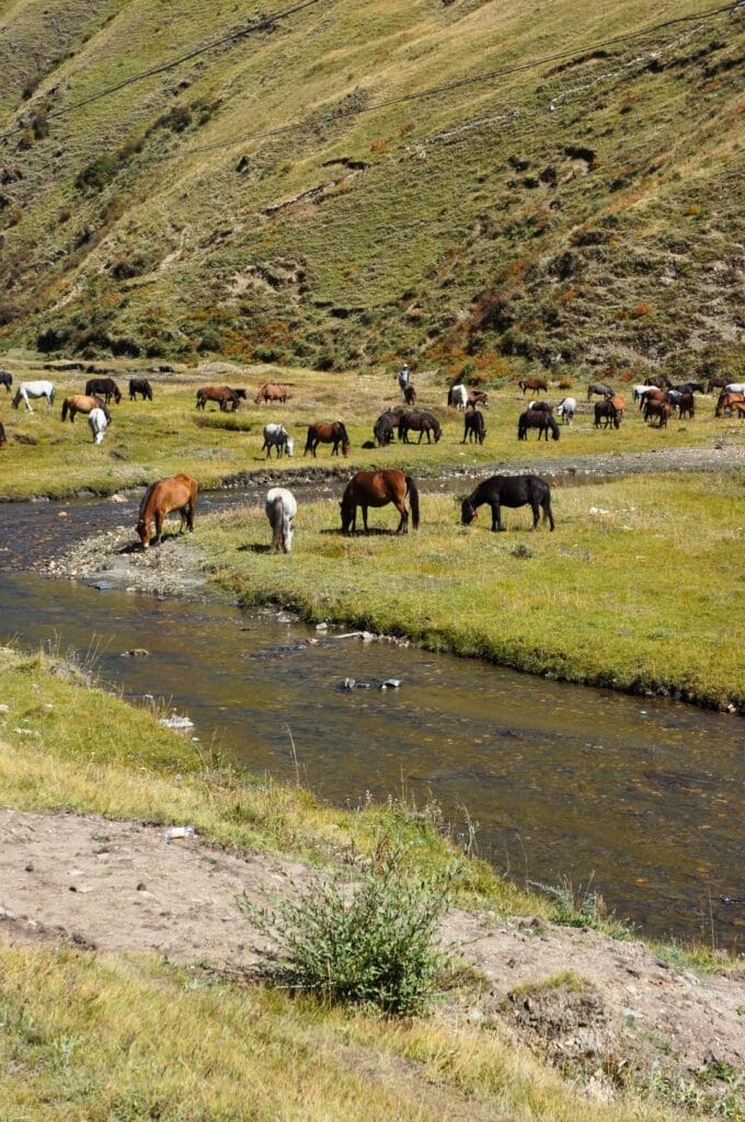 chevaux en liberté de chaque côté d'un ruisseau