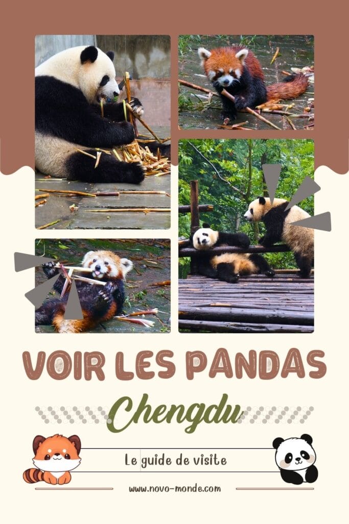 voir les pandas à Chengdu