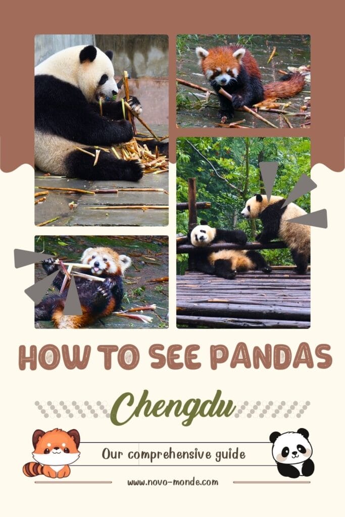 See the pandas in Chengdu