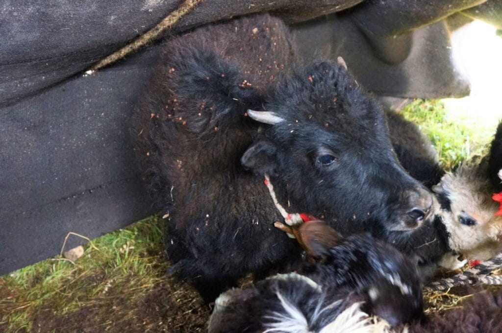 petit yak noir
