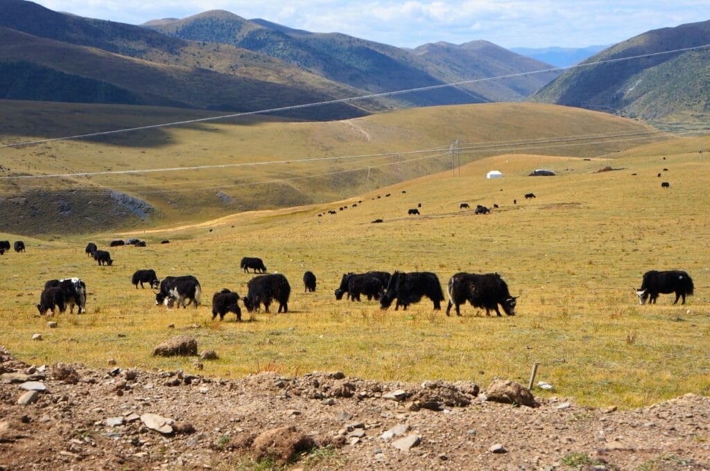 yaks paissant dans la plaine du plateau tibétain