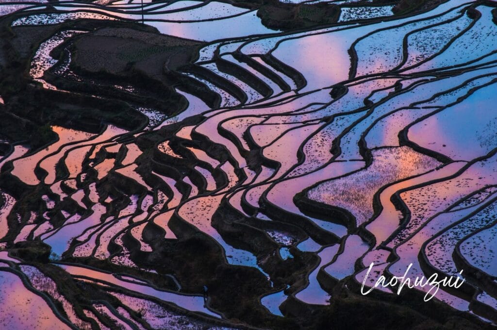 lueurs roses du coucher du soleil se reflétant dans les rizières de Laohuzui