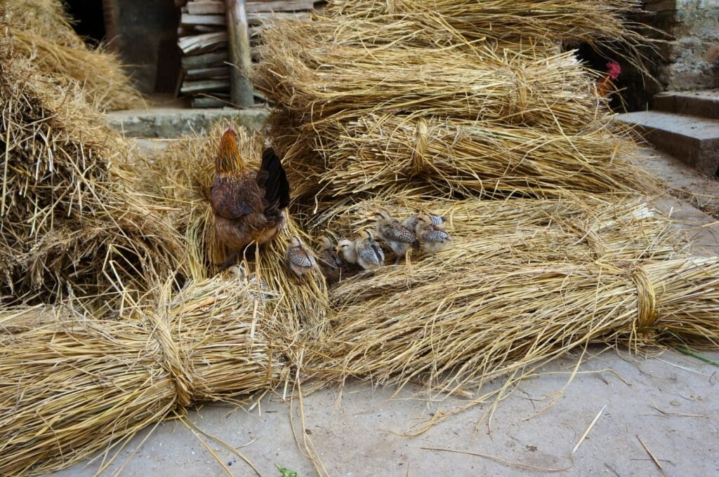 poule et ses poussins sur des ballots à Pugao