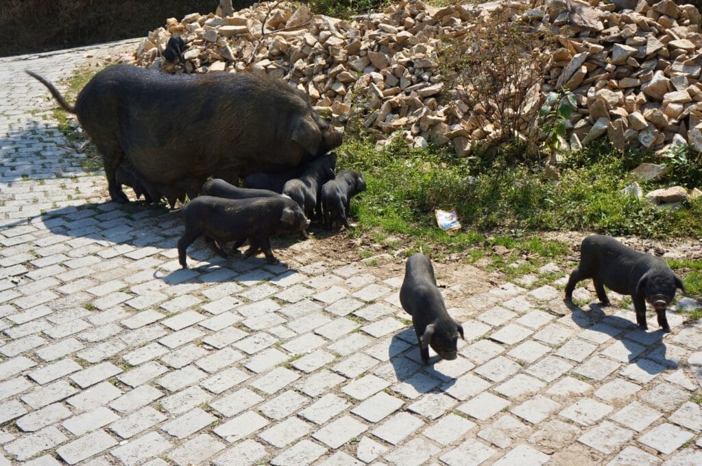 cochons sur des pavés dans la région de Yuanyang au Yunnan