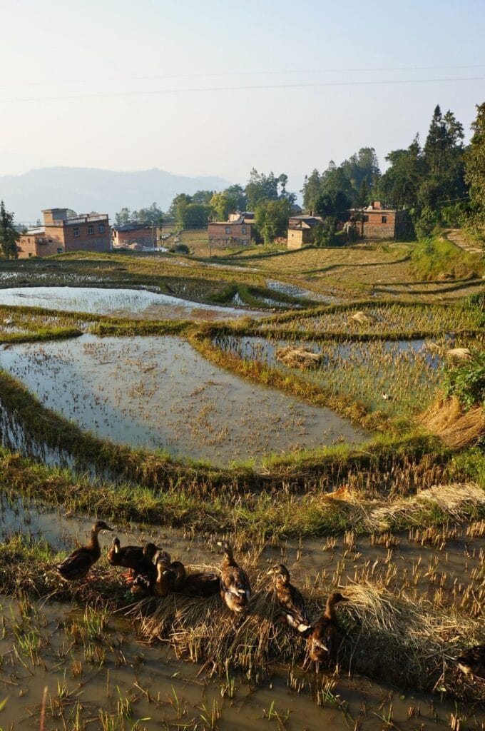 Canards dans les rizières de Yuanyang