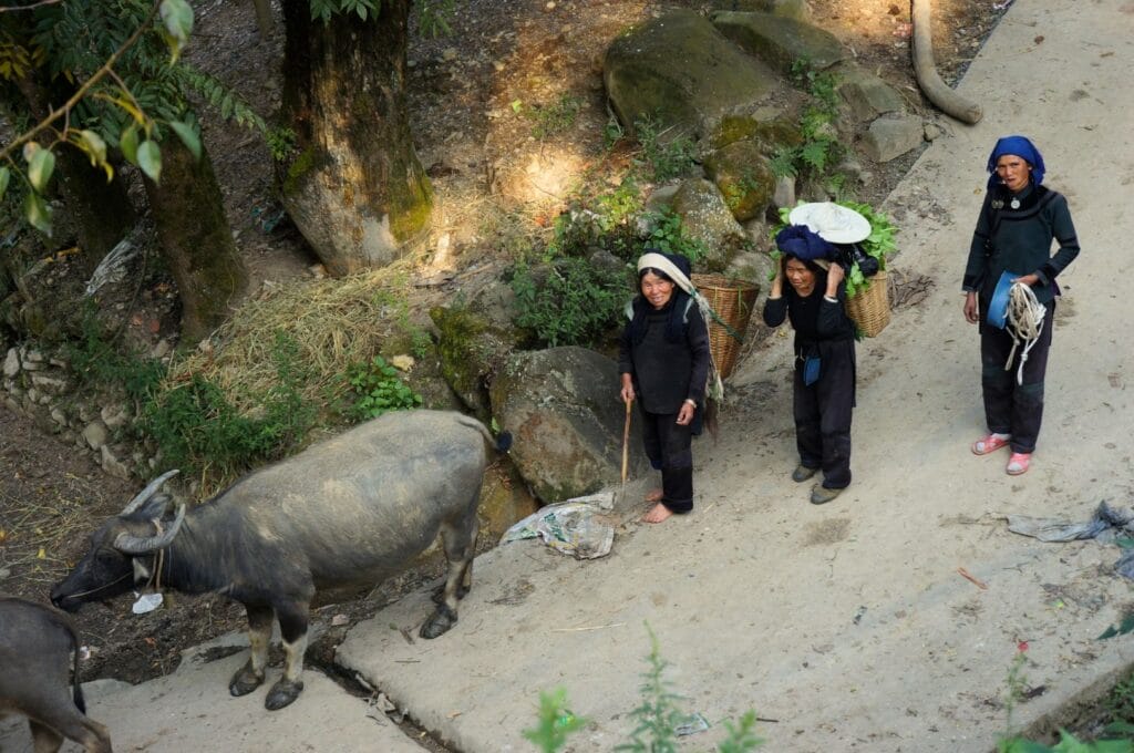 3 femmes qui conduisent des buffles sur une piste de Yuanyang